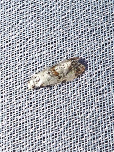 Cochylis hybridella
